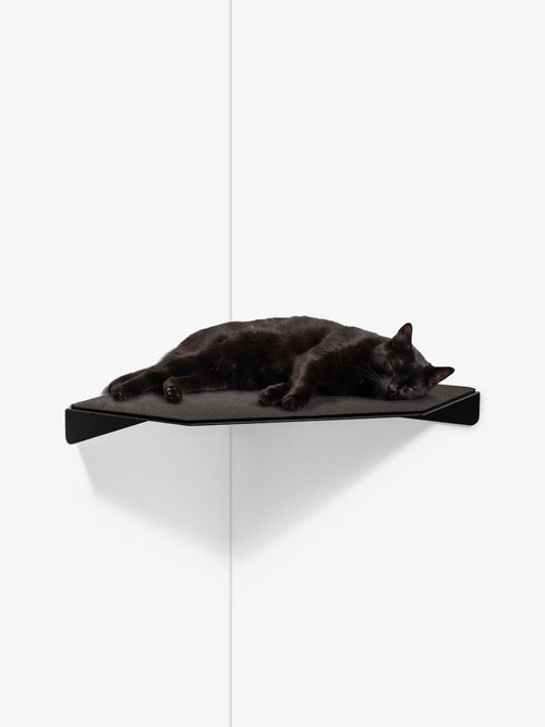 [KI-KATZE]