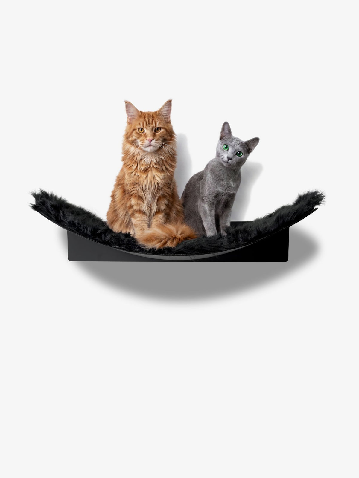 [KI-KATZE]