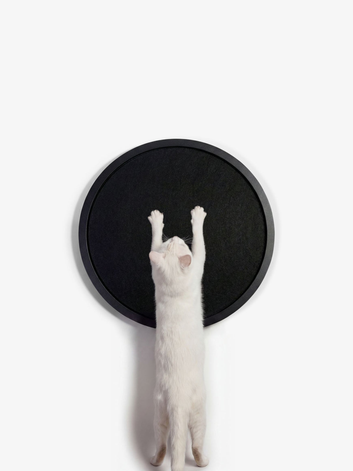 [KI-KATZE]
