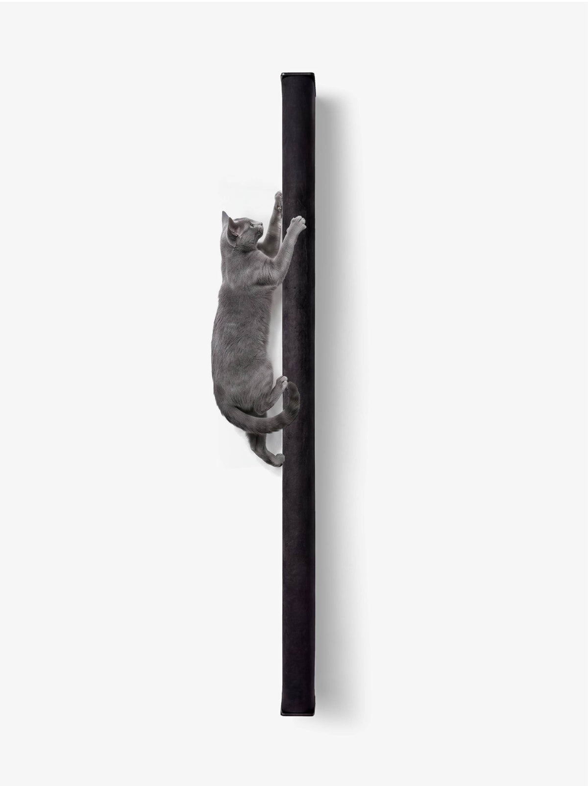 [KI-KATZE]