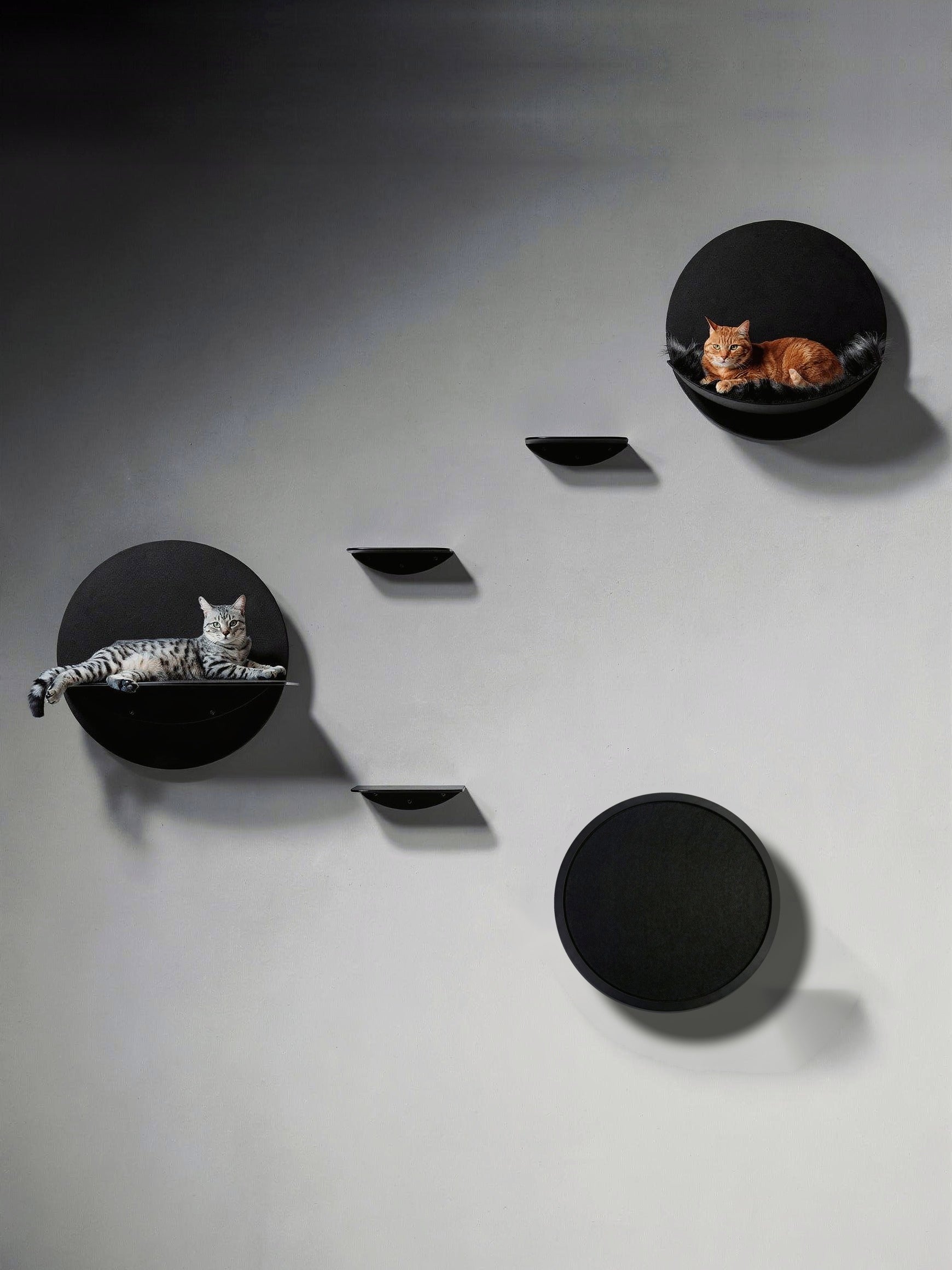 STYA Katzen Kletterwand | Set Galerie | Linie WL100