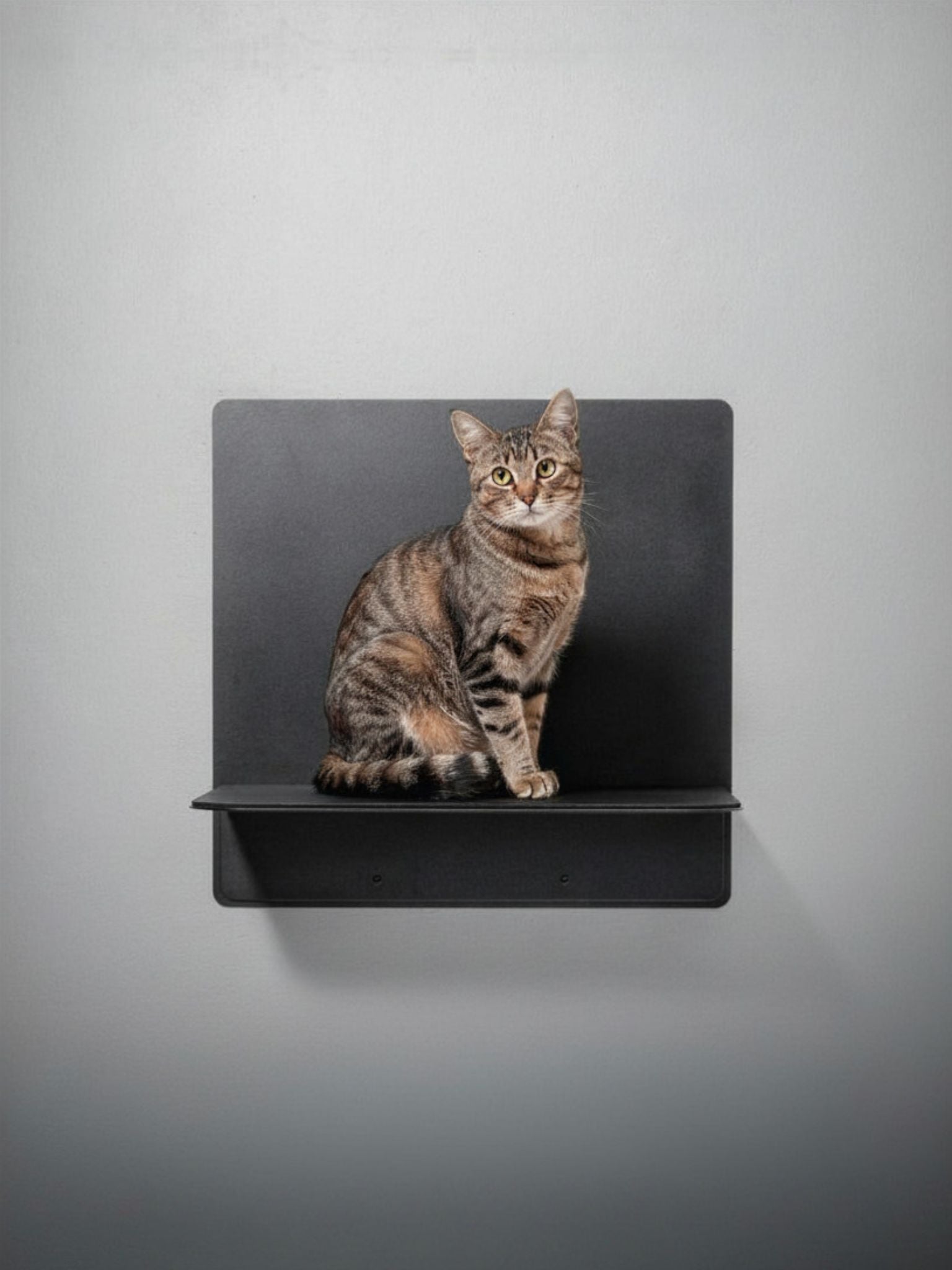 STYA Katzen Kletterwand | Wandliege WL320