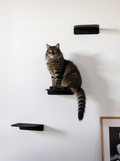 STYA Katzen Kletterwand | Katzen Treppe WL340 | Mit 3 Stufen